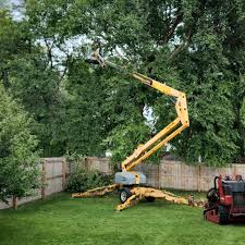 Best Tree Removal  in Bowie, TX