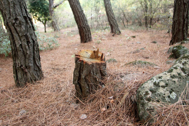 Tree and Shrub Care in Bowie, TX