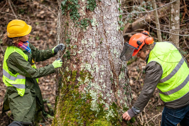 Best Tree Preservation Services  in Bowie, TX