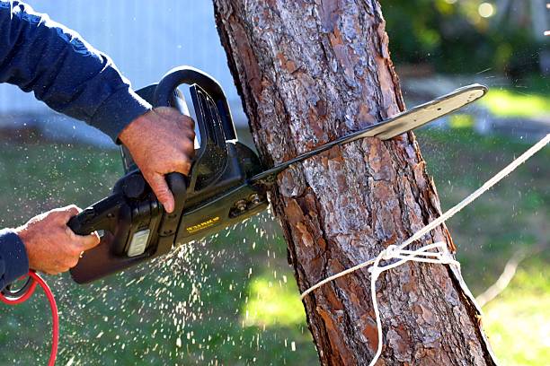 How Our Tree Care Process Works  in  Bowie, TX