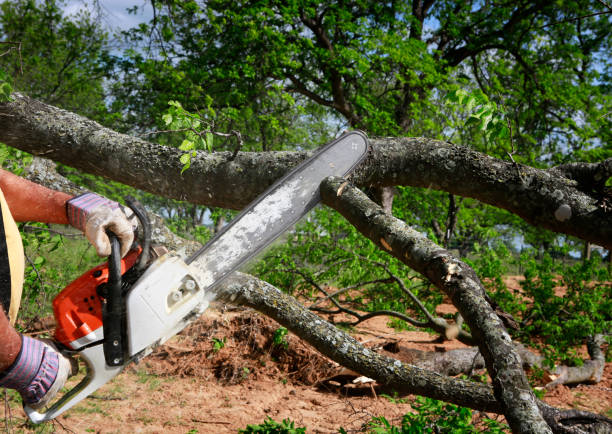 Best Tree Disease Treatment  in Bowie, TX