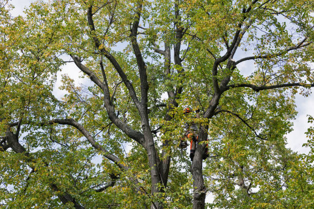 Trusted Bowie, TX Tree Removal Services Experts